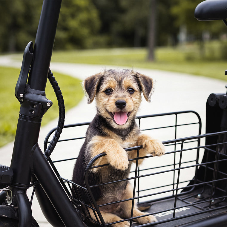 Bring the dog along